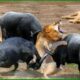 15 Horrific Moments When Deadly Horns Crush Predators | Animal Fights