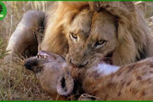 15 Most Brutal Predator Attacks Ever Recorded | Animal Fighting
