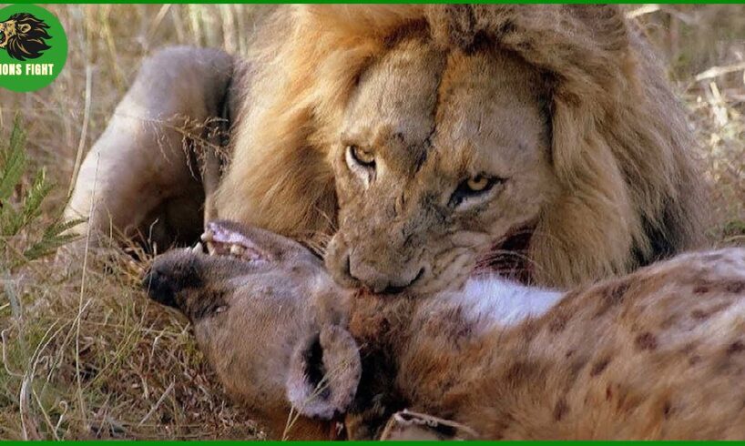 15 Most Brutal Predator Attacks Ever Recorded | Animal Fighting