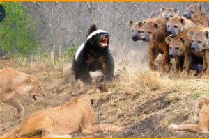 15 Times Honey Badgers And Wolverines Shocked The Wild | Animal Fights