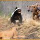 15 Times Honey Badgers And Wolverines Shocked The Wild | Animal Fights