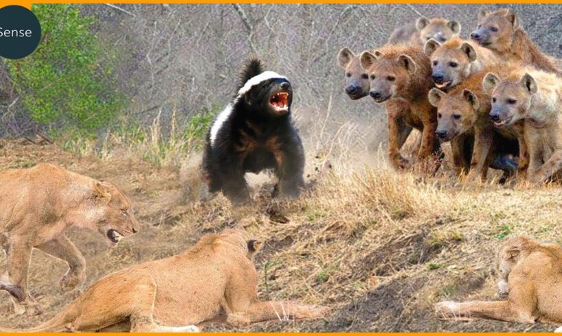 15 Times Honey Badgers And Wolverines Shocked The Wild | Animal Fights