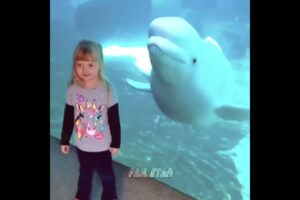 Best Fails of The Week: Funniest Fails Compilation: Funny Video Facts son Part 84