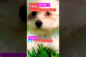 🐶is it tho ? #fypシ゚viral #fypシ #shorts #cute #puppy #dog #pets #funny #toypoodle #puppies #doglover