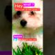 🐶is it tho ? #fypシ゚viral #fypシ #shorts #cute #puppy #dog #pets #funny #toypoodle #puppies #doglover