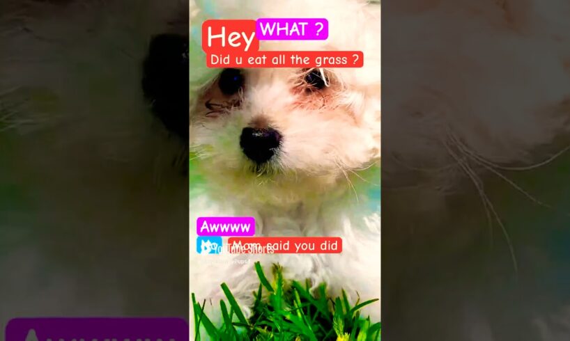 🐶is it tho ? #fypシ゚viral #fypシ #shorts #cute #puppy #dog #pets #funny #toypoodle #puppies #doglover