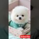 Teacup cute puppies 😍😀#cute #toys #baby #cutebaby #cuteanimal #pets #entertaininganimals #cutepuppy