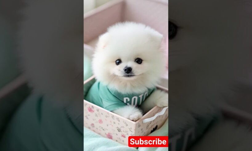 Teacup cute puppies 😍😀#cute #toys #baby #cutebaby #cuteanimal #pets #entertaininganimals #cutepuppy