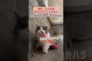 #beautiful cute dog #beautiful cute baby #cute cats #dogs video #beautiful puppy #cutest puppies