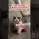 #beautiful cute dog #beautiful cute baby #cute cats #dogs video #beautiful puppy #cutest puppies
