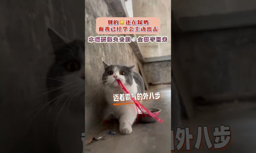 #beautiful cute dog #beautiful cute baby #cute cats #dogs video #beautiful puppy #cutest puppies
