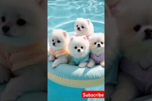Teacup cute puppies😍🐾 #cute #toys #baby #cutebaby #cuteanimal #pets #entertaininganimals #cutepuppy