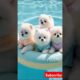 Teacup cute puppies😍🐾 #cute #toys #baby #cutebaby #cuteanimal #pets #entertaininganimals #cutepuppy