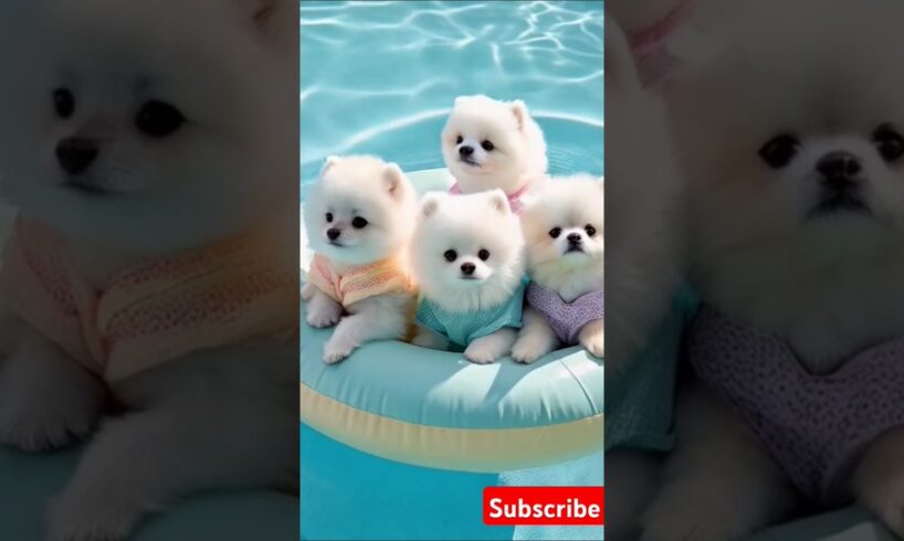 Teacup cute puppies😍🐾 #cute #toys #baby #cutebaby #cuteanimal #pets #entertaininganimals #cutepuppy