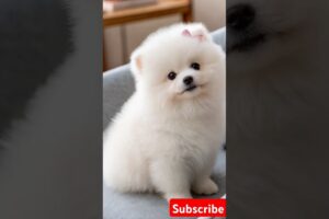 Teacup cute puppies 😍😀#cute #toys #baby #cutebaby #cuteanimal #pets #entertaininganimals #cutepuppy