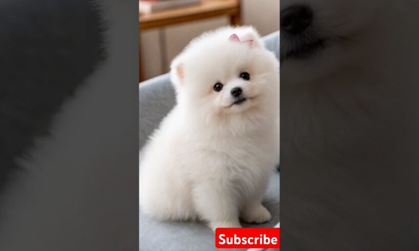 Teacup cute puppies ππ#cute #toys #baby #cutebaby #cuteanimal #pets #entertaininganimals #cutepuppy