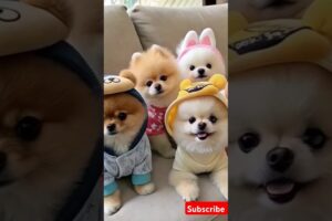 Teacup cute puppies 😍😀#cute #toys #baby #cutebaby #cuteanimal #pets #entertaininganimals #cutepuppy
