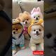Teacup cute puppies 😍😀#cute #toys #baby #cutebaby #cuteanimal #pets #entertaininganimals #cutepuppy