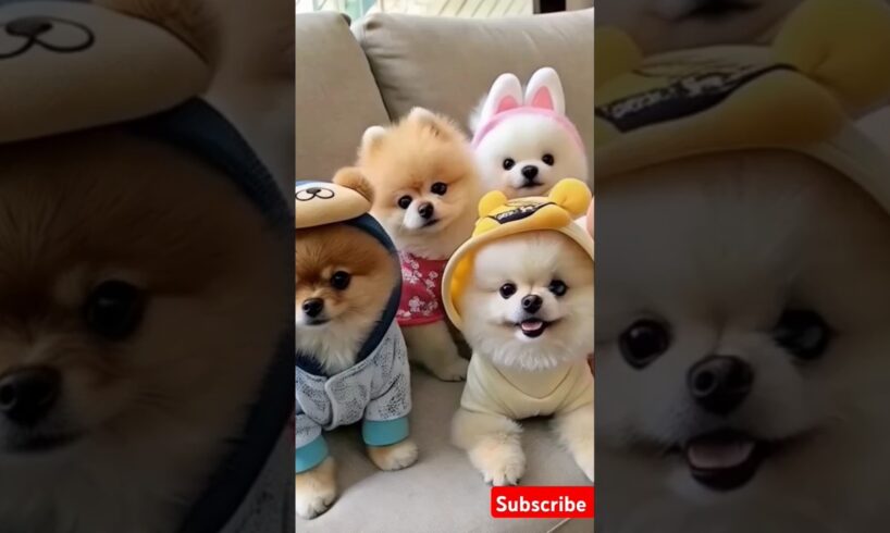 Teacup cute puppies 😍😀#cute #toys #baby #cutebaby #cuteanimal #pets #entertaininganimals #cutepuppy