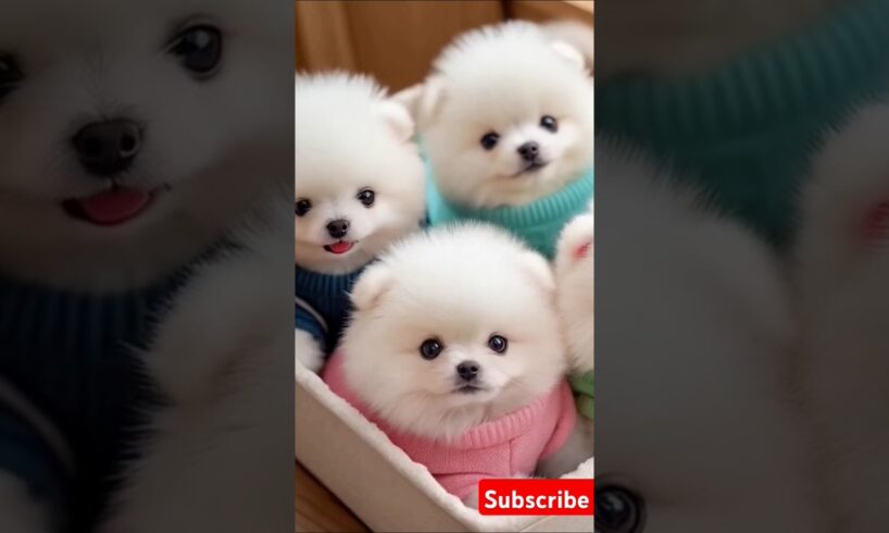 Teacup cute puppies đđ#cute #toys #baby #cutebaby #cuteanimal #pets #entertaininganimals #cutepuppy