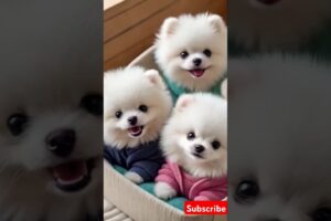 Teacup cute puppies 😍😀#cute #toys #baby #cutebaby #cuteanimal #pets #entertaininganimals #cutepuppy