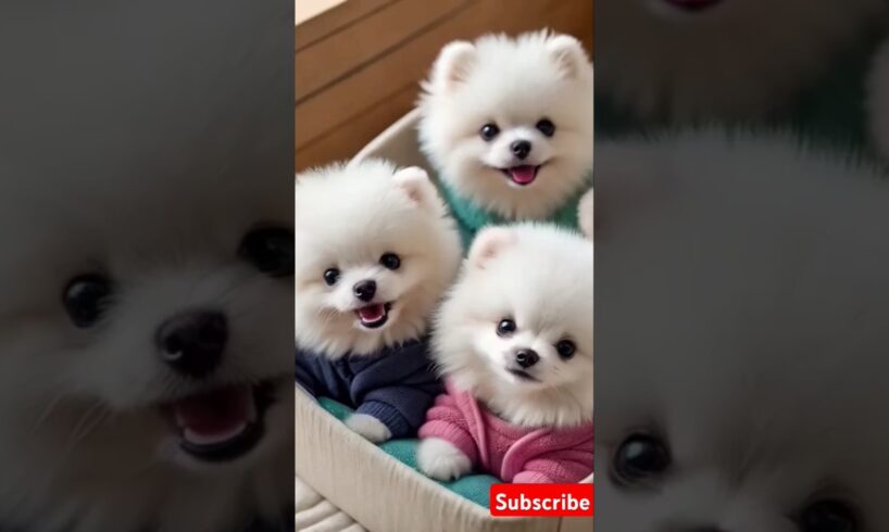 Teacup cute puppies 😍😀#cute #toys #baby #cutebaby #cuteanimal #pets #entertaininganimals #cutepuppy