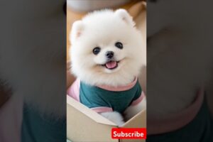 Teacup cute puppies 😍😀#cute #toys #baby #cutebaby #cuteanimal #pets #entertaininganimals #cutepuppy