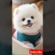 Teacup cute puppies 😍😀#cute #toys #baby #cutebaby #cuteanimal #pets #entertaininganimals #cutepuppy