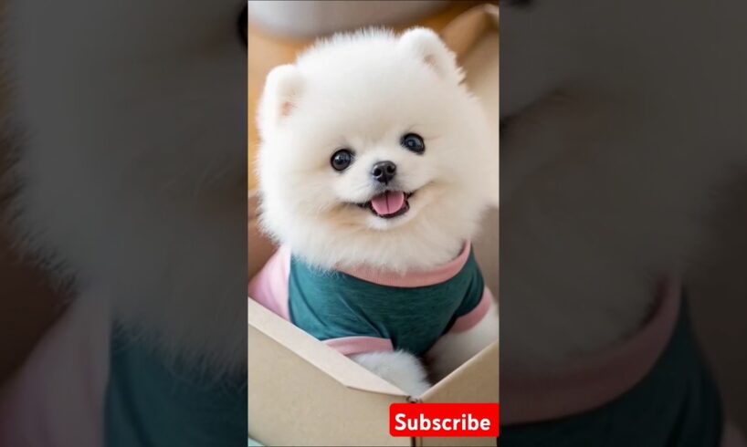 Teacup cute puppies đđ#cute #toys #baby #cutebaby #cuteanimal #pets #entertaininganimals #cutepuppy