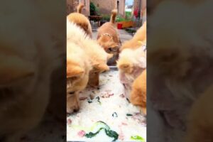 Cute puppies eating favourite food #cute #cuteanimal #cutepet #puppylife #puppies #viral #shorts