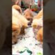 Cute puppies eating favourite food #cute #cuteanimal #cutepet #puppylife #puppies #viral #shorts
