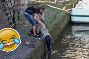 Best Fails of The Week: Funniest Fails Compilation: Funny Video | FailArmy part - 44