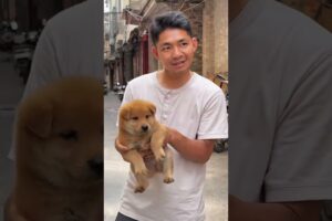 Cutest Puppies You’ll See Today! #YouTubeShorts