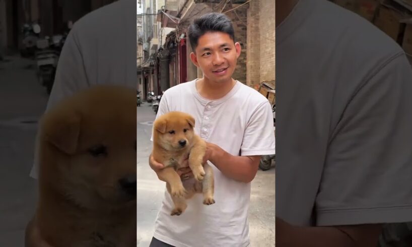 Cutest Puppies You’ll See Today! #YouTubeShorts