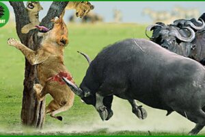 100 Horrific Moments When Deadly Horns Crush Predators | Animal Fighting