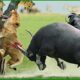 100 Horrific Moments When Deadly Horns Crush Predators | Animal Fighting