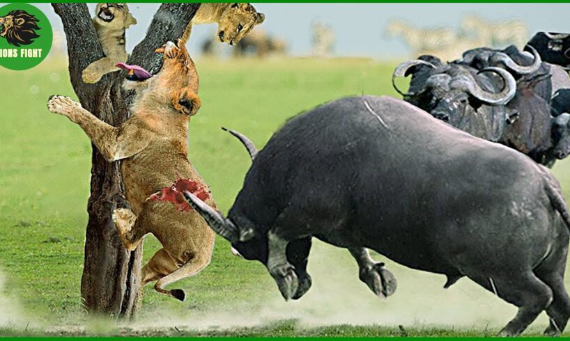 100 Horrific Moments When Deadly Horns Crush Predators | Animal Fighting
