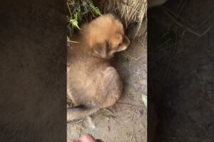 Cutest Puppies You’ll See Today! #YouTubeShorts