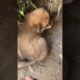 Cutest Puppies You’ll See Today! #YouTubeShorts