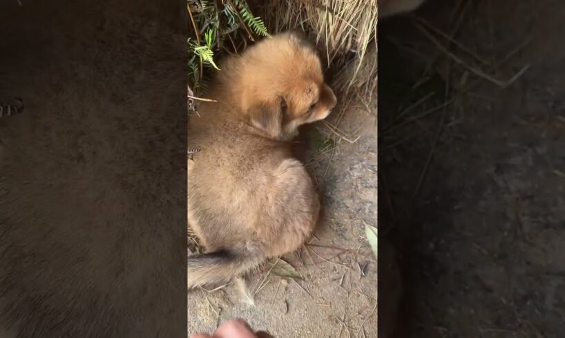 Cutest Puppies You’ll See Today! #YouTubeShorts