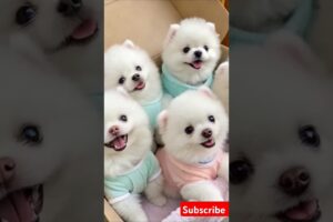 Teacup cute puppies 😍😀#cute #toys #baby #cutebaby #cuteanimal #pets #entertaininganimals #cutepuppy