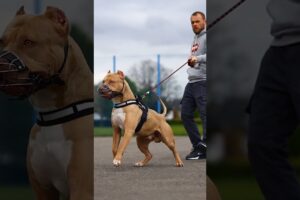 Pitbull Dog power Full DOG STATUS #pitbull #facts #americanbully #dog #pitbulldog #shorts #viral