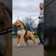Pitbull Dog power Full DOG STATUS #pitbull #facts #americanbully #dog #pitbulldog #shorts #viral