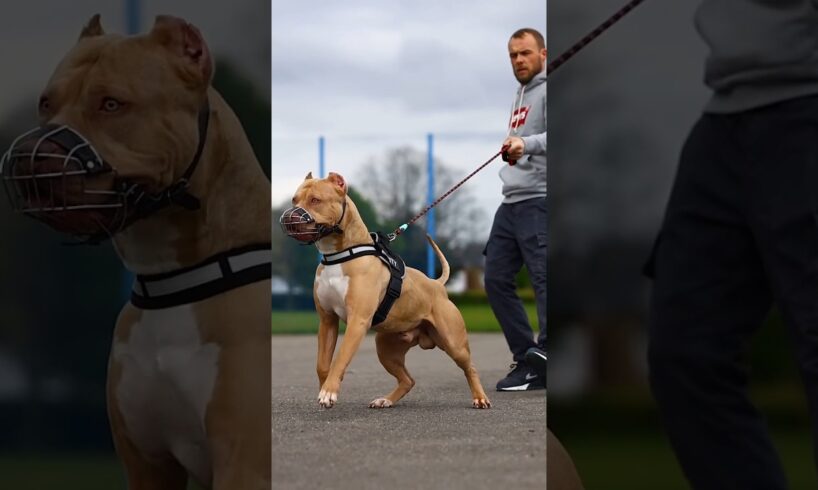 Pitbull Dog power Full DOG STATUS #pitbull #facts #americanbully #dog #pitbulldog #shorts #viral