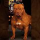 Pitbull Dog power Full DOG STATUS video #pitbull #facts #americanbully #dog