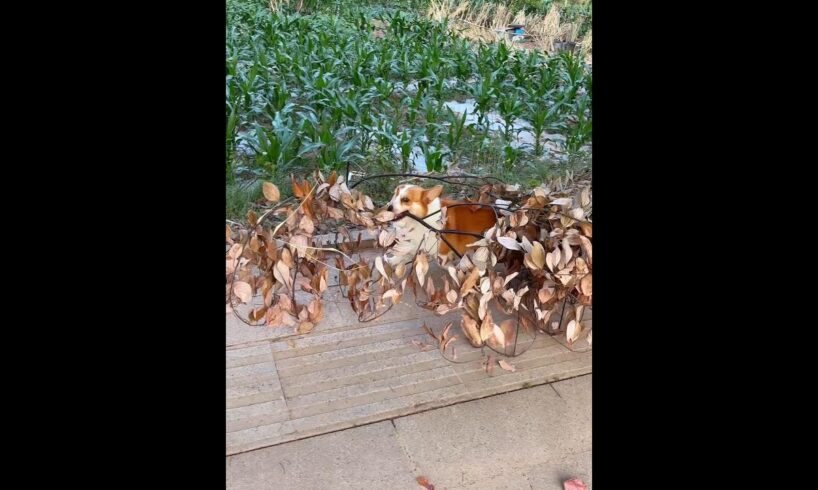 Cute Puppies 🥰♥ super funny Corgi ♥ #shorts #2025