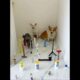 Cute Puppies 🥰♥ super funny Corgi ♥ #shorts #2025