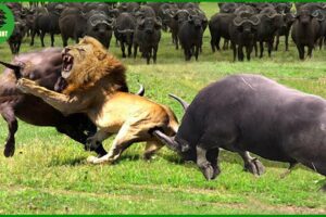 25 Horrific Moments When Deadly Horns Crush Predators | Animal Fight