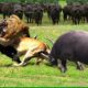 25 Horrific Moments When Deadly Horns Crush Predators | Animal Fight