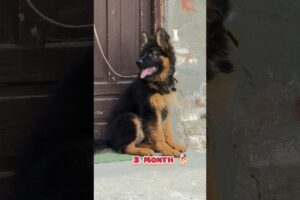 28 days to One Year german shepherd transformation #feed #dog #pets #puppy#gsdpuppy #love#cute#pets